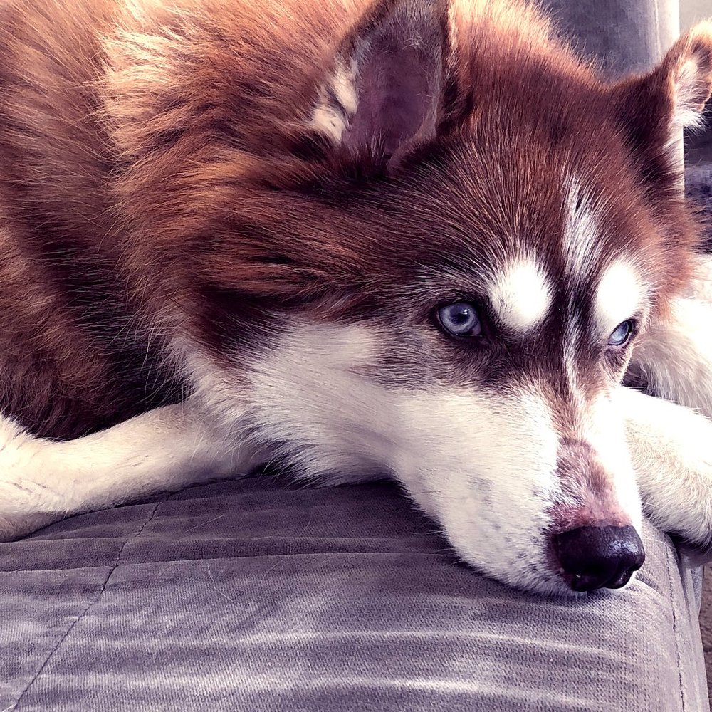 Meet your Posher, Tracy